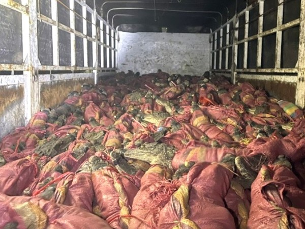 Hàng trăm con cá sấu được phát hiện trên xe tải. Ảnh: Đoàn Diểu