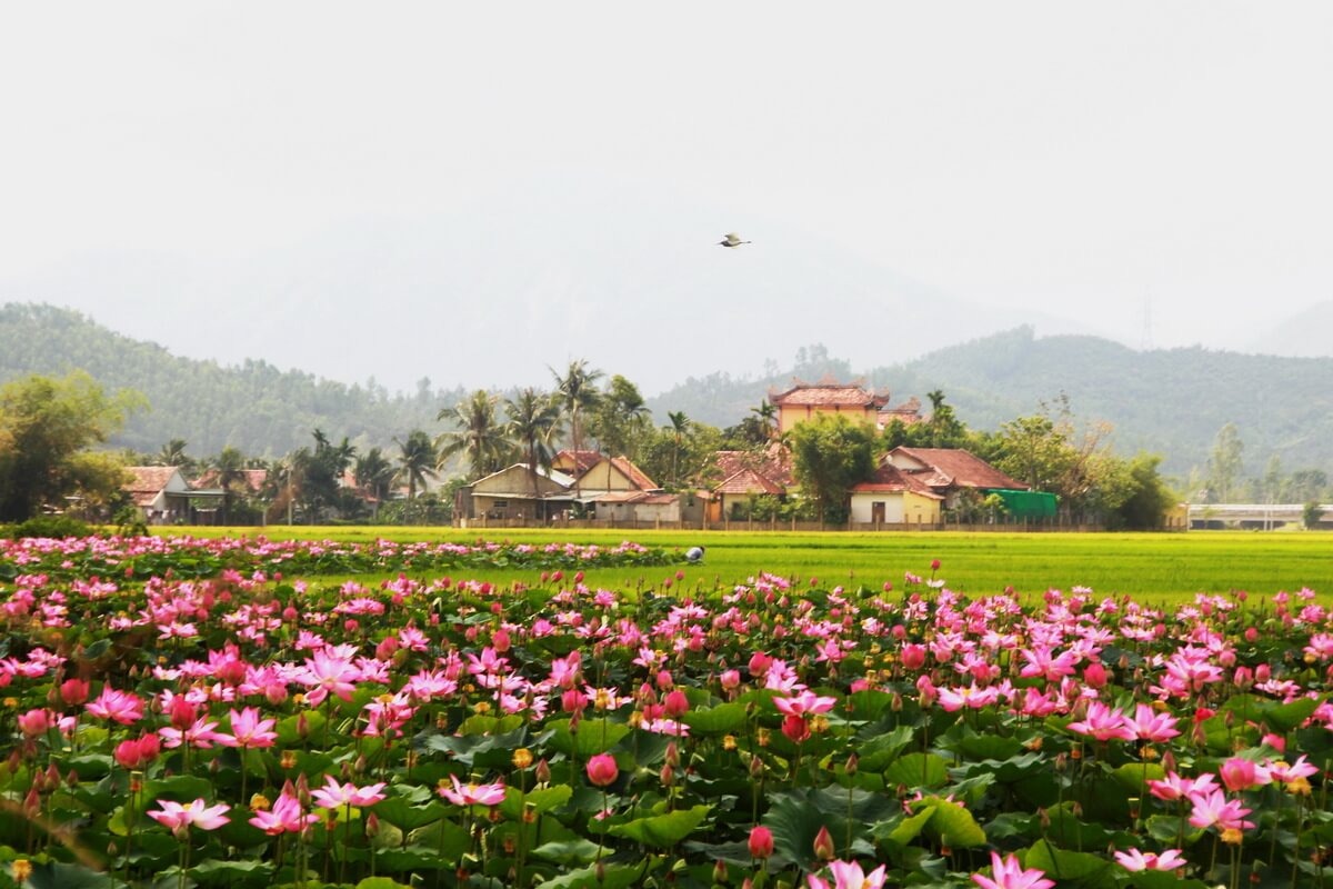 Đồng Tháp Mười vào mùa sen nở