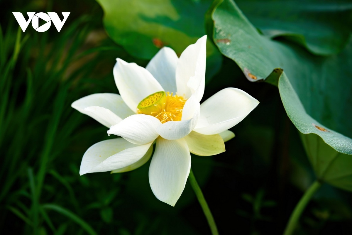 Hoa sen nơi nào cũng có nhưng không phải nơi nào sen cũng đẹp như ở Huế.