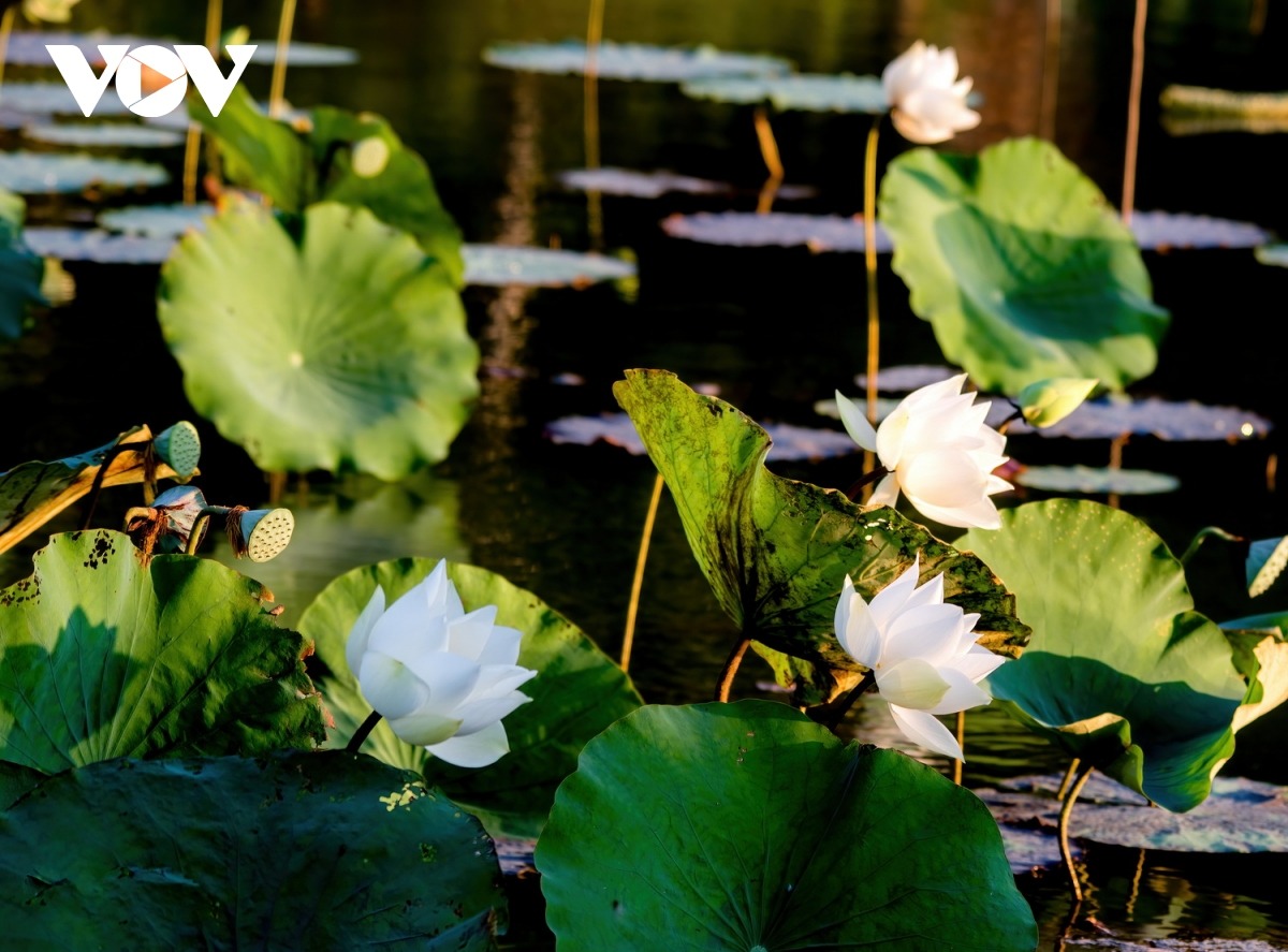 Hương sen Huế neo giữ, gửi lại một chút tình cho mỗi bước chân xa quê và du khách khi đến với cố đô.