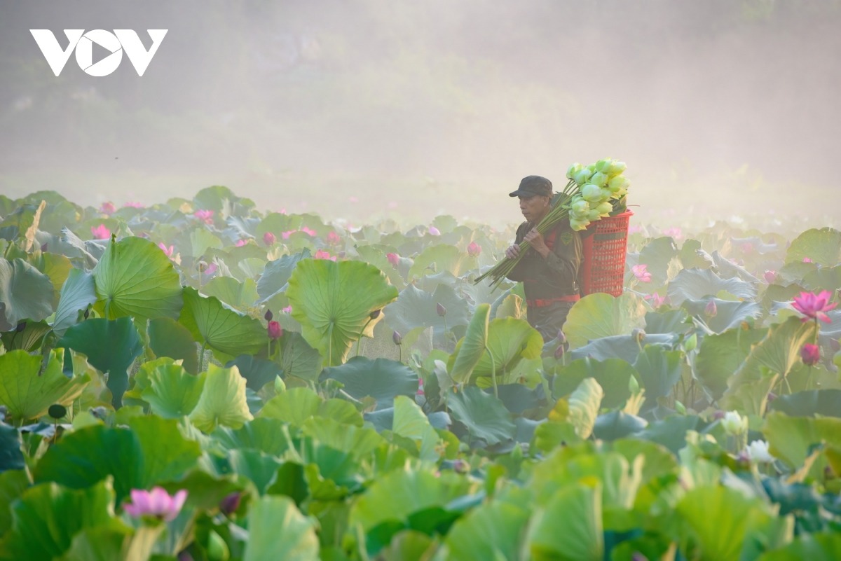 Ở Huế, người trồng sen cũng có thu nhập ổn định.