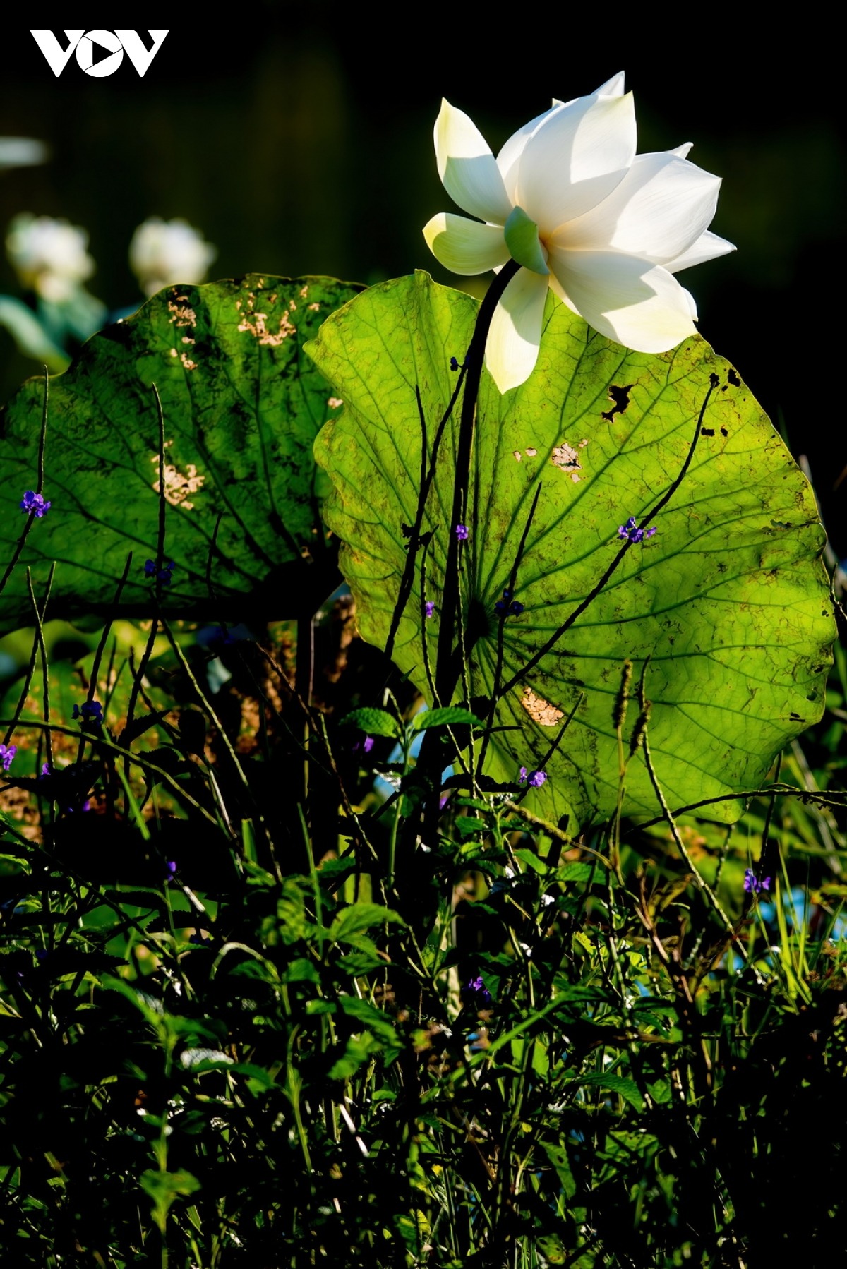 Sở hữu nét đẹp thuần khiết, thanh lịch nên hoa sen trắng được mệnh danh là một trong những loài hoa có vẻ đẹp thanh cao nhất.