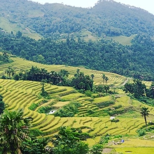 Những thửa ruộng bậc thang xanh ngút ngàn