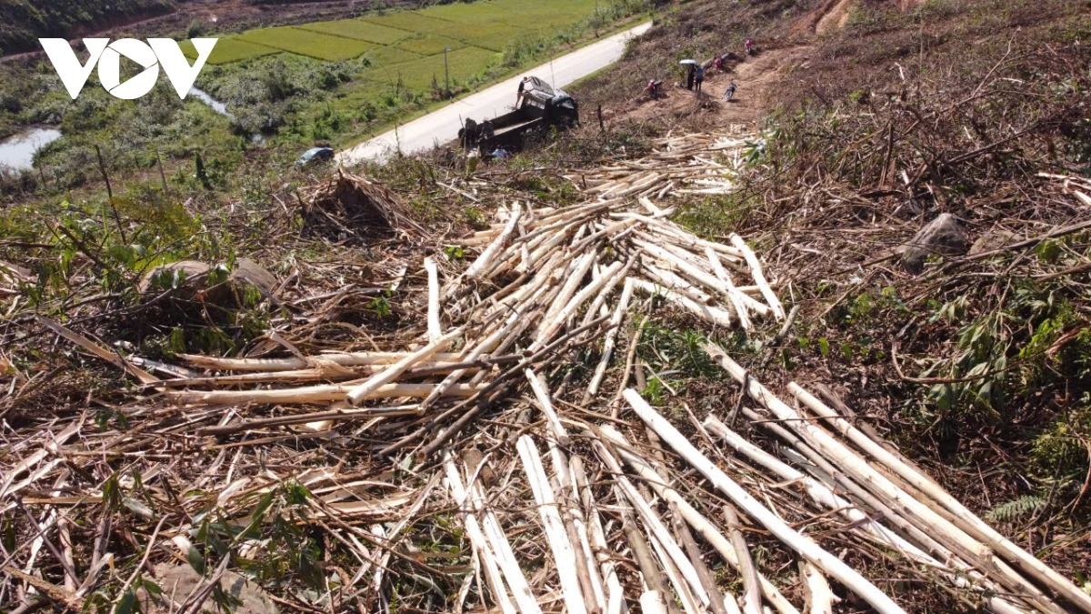 Người trồng rừng ở Quảng Ninh tận thu gỗ rừng bị thiệt hại và dọn dẹp, vệ sinh rừng, tạo đường băng cản lửa mới