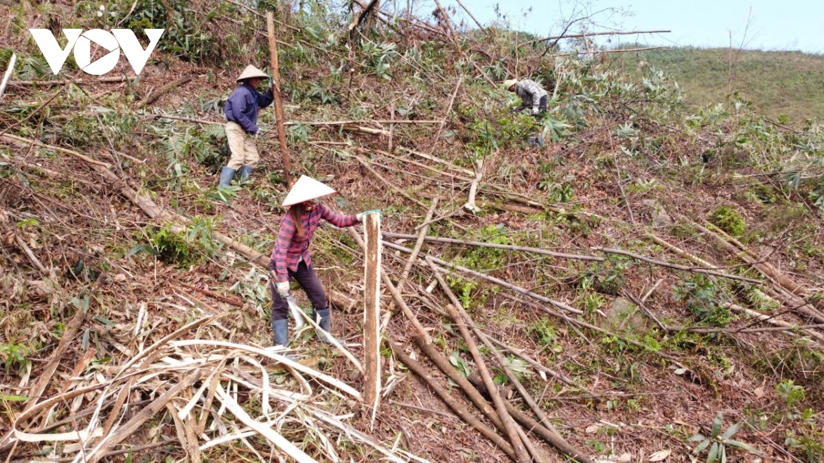 Đây là những việc cần làm ngay để tránh thảm họa cháy rừng khi miền Bắc đang bước vào mùa hanh khô.