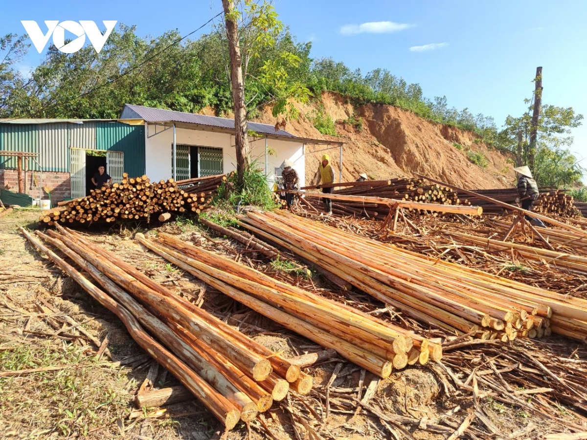 Một điểm tập kết, thu mua gỗ Sa Mộc sau bão tại thị trấn Ba Chẽ, huyện Ba Chẽ. Cây Sa Mộc dẻo dai hơn nên không bị bão đánh gãy ngang thân như keo. Trung bình mỗi ngày có khoảng 50 tấn gỗ được đưa đến cơ sở này.