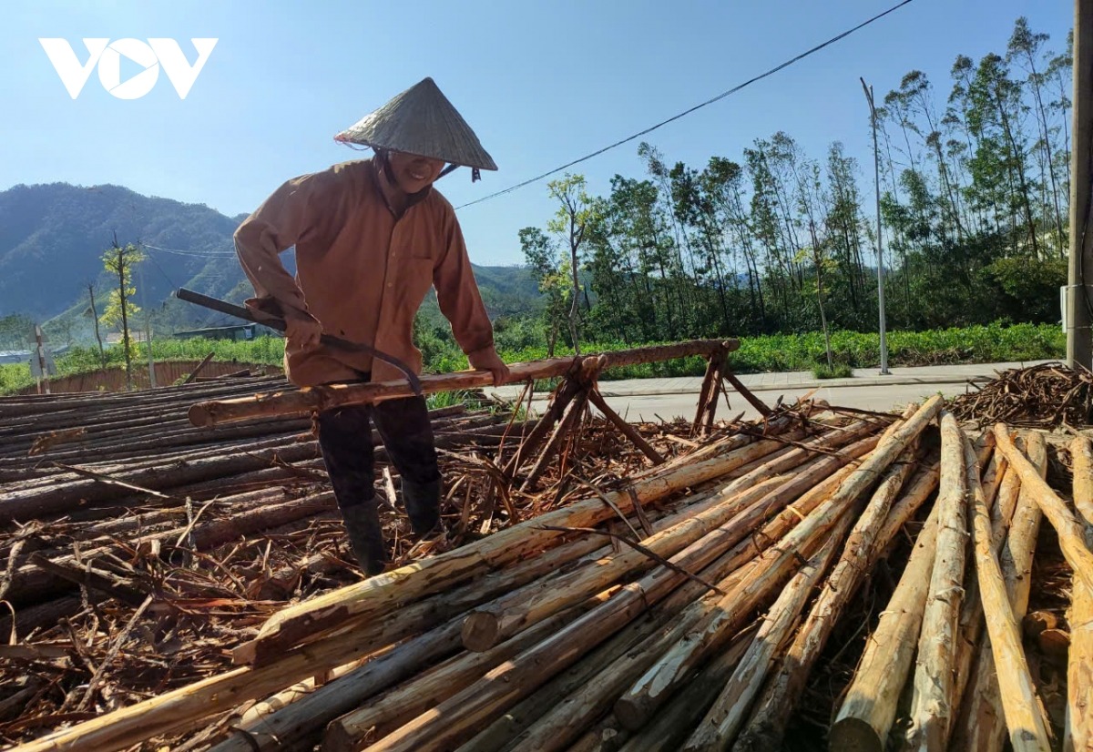 Không có nhân công, bà Lý Thị Liên, khoảng 70 tuổi, ở huyện Ba Chẽ cũng tham gia róc vỏ với giá tiền công 3.000 đồng/cây. Một người khỏe mạnh, nhanh nhẹn có thể róc vỏ được 100 cây sa mộc/ngày tương đương với thu nhập 300.000 đồng/ngày.