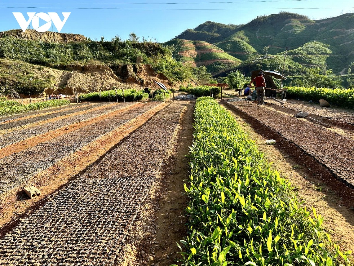 Sau siêu bão, nhiều địa phương đã chuẩn bị cây giống để khôi phục lại rừng. Riêng huyện Ba Chẽ, thiệt hại trên 18.000ha keo cần hơn 2 năm để trồng phủ xanh diện tích này.