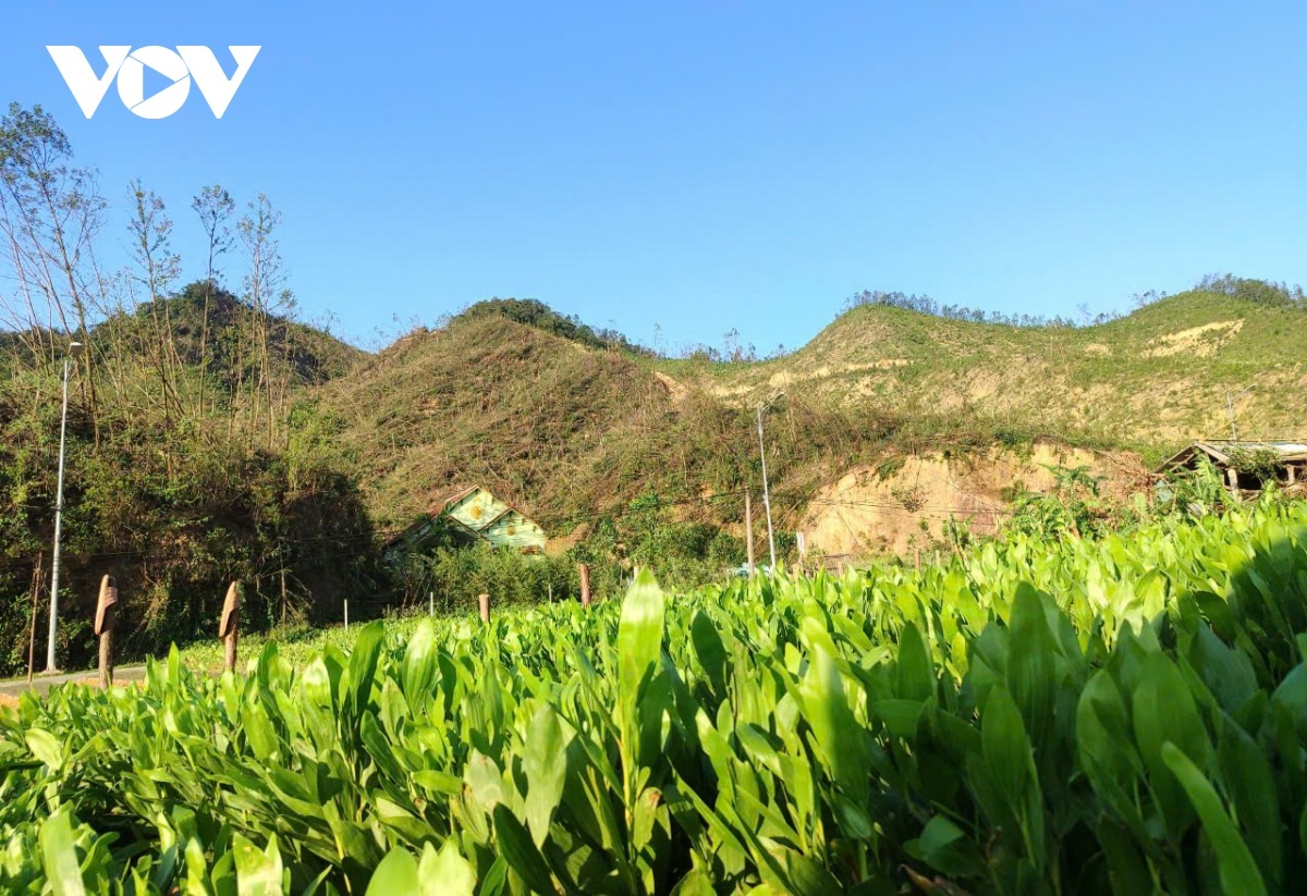 Tuy nhiên, khả năng cung cấp giống trên địa bàn huyện Ba Chẽ còn hạn chế. Trên 30 cơ sở ươm giống tại địa bàn với hơn 2 triệu cây con chỉ đảm bảo đủ khả năng cung cấp giống cho khoảng 500 ha.