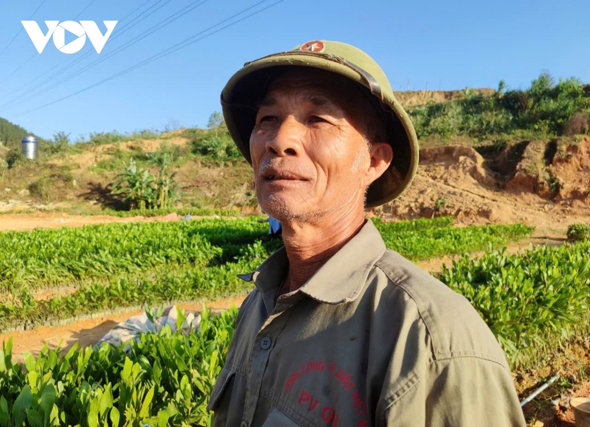 Ông Nguyễn Đức Bảo, khu 2 thị trấn Ba Chẽ, chủ một cơ sở ươm giống cho biết dù đã thuê thêm nhiều nhân công ở tỉnh khác về làm nhưng việc ươm giống mới chỉ đáp ứng nhu cầu của gia đình, chưa dám nhận cung cấp cho hộ dân nào khác trên địa bàn.