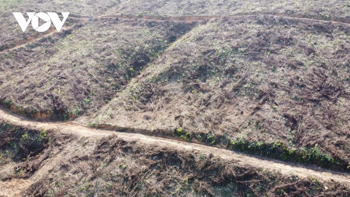 Thiếu giống cây trồng là khó khăn chung trên địa bàn Quảng Ninh sau thảm họa thiên tai Yagi. Hiện, ươm giống cây cũng đang vào vụ, Sở NN & PTNN tỉnh Quảng Ninh đang triển khai thêm các cơ sở sản xuất giống, cố gắng đảm bảo đủ khả năng cung cấp giống cây mới cho bà con trồng, phủ xanh rừng trong 2 năm tới.
