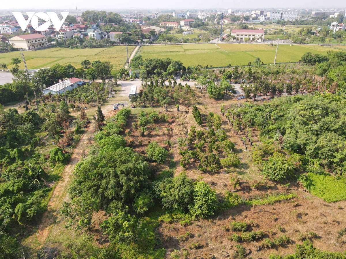 Nhiều phần diện tích đất được cho mượn làm nơi trồng cây cảnh.