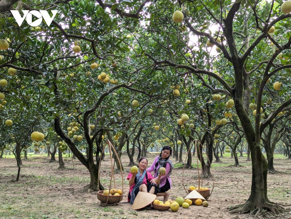 Chị Thu Hương (Tây Hồ, Hà Nội) chia sẻ, mọi năm chị thường đi chụp ảnh ở các vườn hoa xuân, năm nay, được bạn bè giới thiệu, chị đã tới vườn bưởi Diễn này để thực hiện bộ ảnh, lưu lại những khoảng khắc đẹp trong năm. Vườn bưởi sai trĩu quả, không gian sạch sẽ, yên bình, đây là nơi check-in thật lý tưởng.