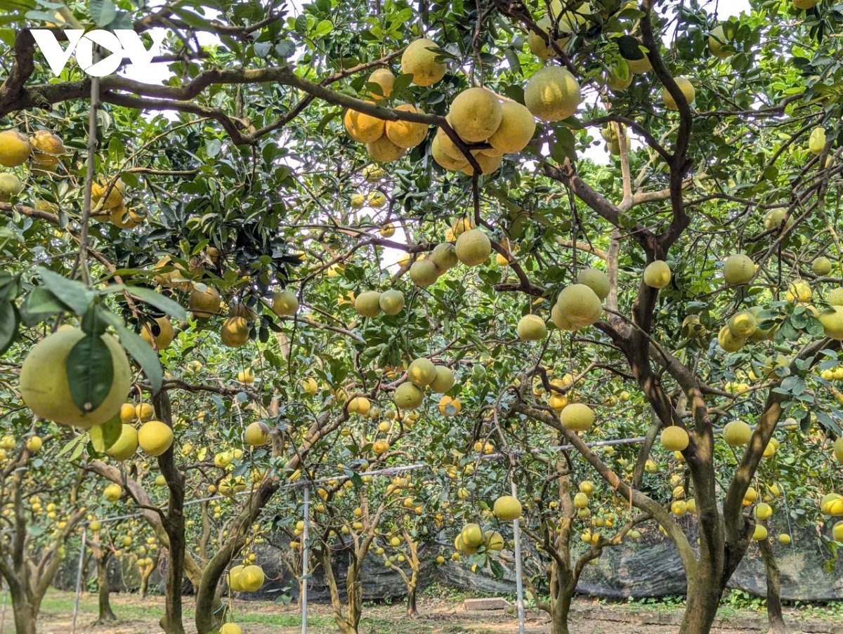 Nằm trên đường Văn Tiến Dũng, (phường Phúc Diễn, Bắc Từ Liêm, Hà Nội), vườn bưởi Dũng Thu đang là địa điểm check-in hấp dẫn với mọi lứa tuổi. Vườn bưởi rộng 4 ha với khoảng 2.000 gốc bưởi gần 30 năm tuổi, mở cửa từ 7h-18h hàng ngày.