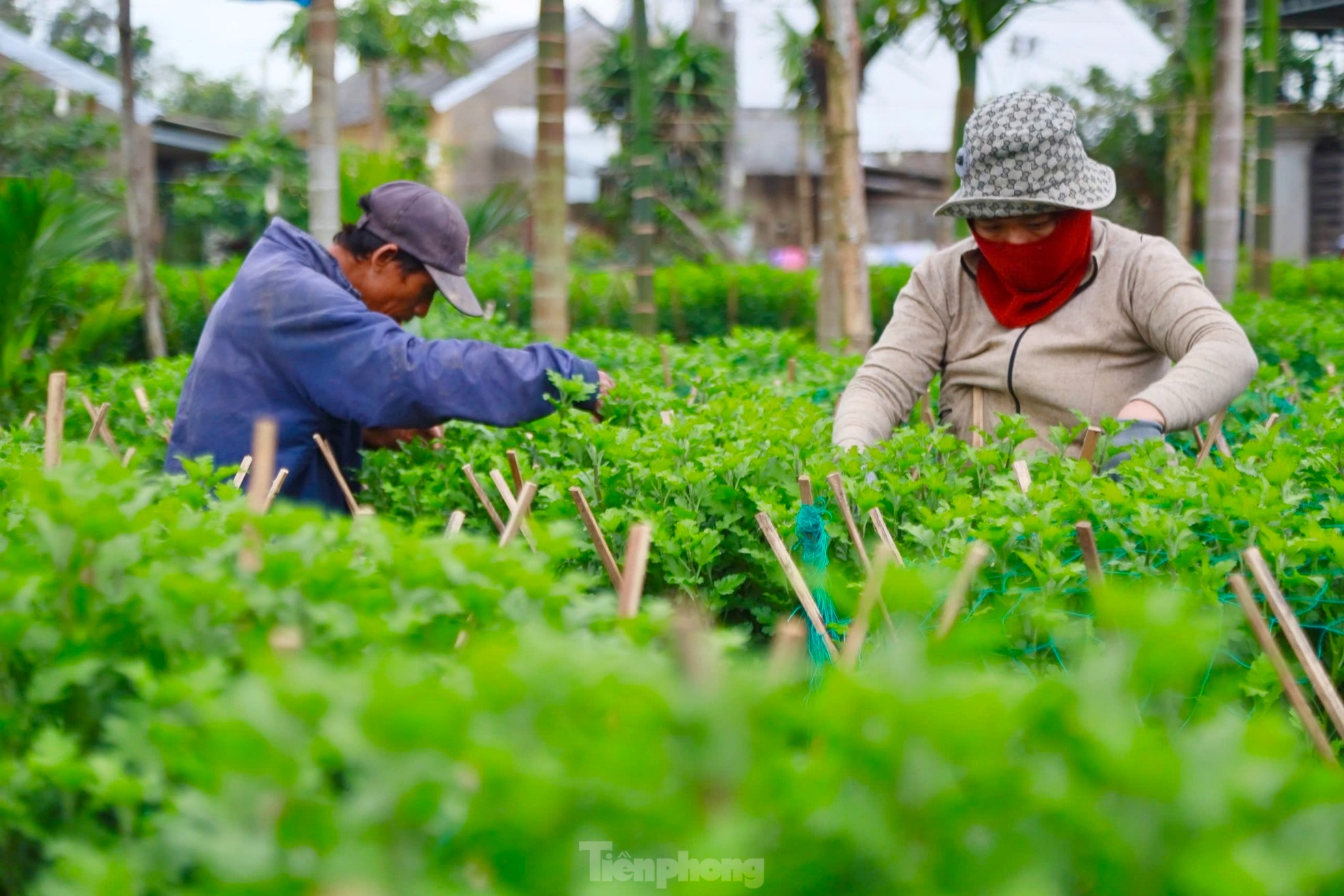 Còn khoảng 2 tháng là Tết Nguyên đán 2025, hiện người dân ở thủ phủ trồng hoa cúc ở xã Nghĩa Hiệp, Nghĩa Mỹ (huyện Tư Nghĩa, tỉnh Quảng Ngãi) đang tất bật, bước vào cao điểm vụ hoa Tết.