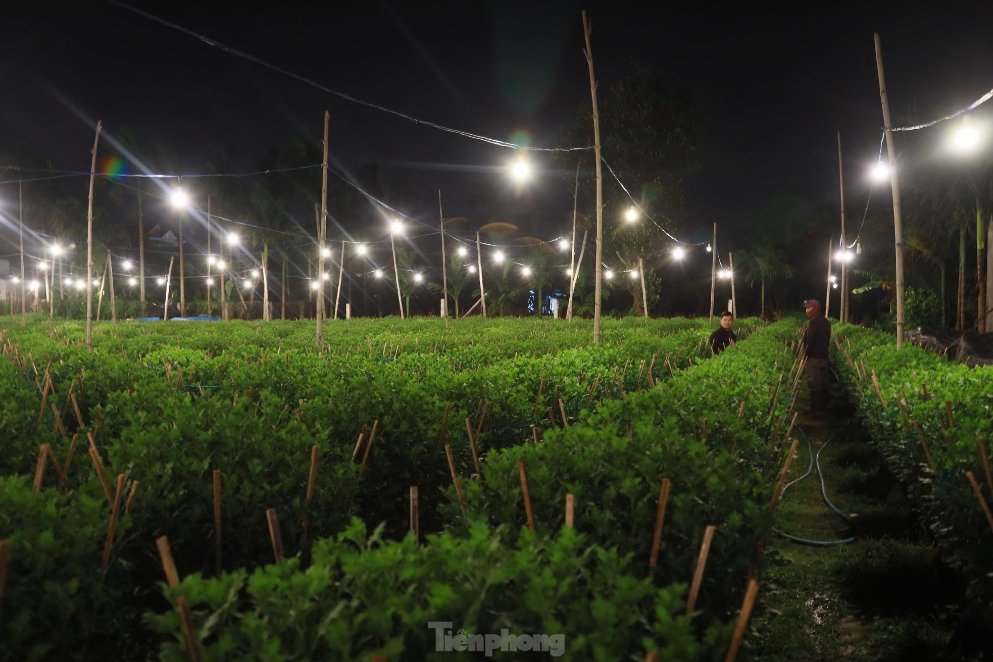 Việc chong đèn trên những ruộng hoa không phải để xua đi bóng tối như ở chốn thị thành, cũng không phải để sưởi ấm mà đây là một trong những kỹ thuật cần thiết được người trồng hoa áp dụng nhằm đánh thức không cho hoa “ngủ”.