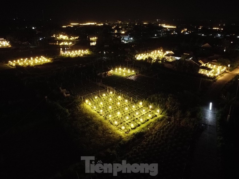 Đến với thủ phủ trồng hoa cúc thời điểm này vào ban đêm, nhiều người không khỏi thích thú trước khung cảnh lung linh, rực sáng với hàng nghìn ngọn đèn điện cùng lúc được thắp sáng trên những ruộng hoa…