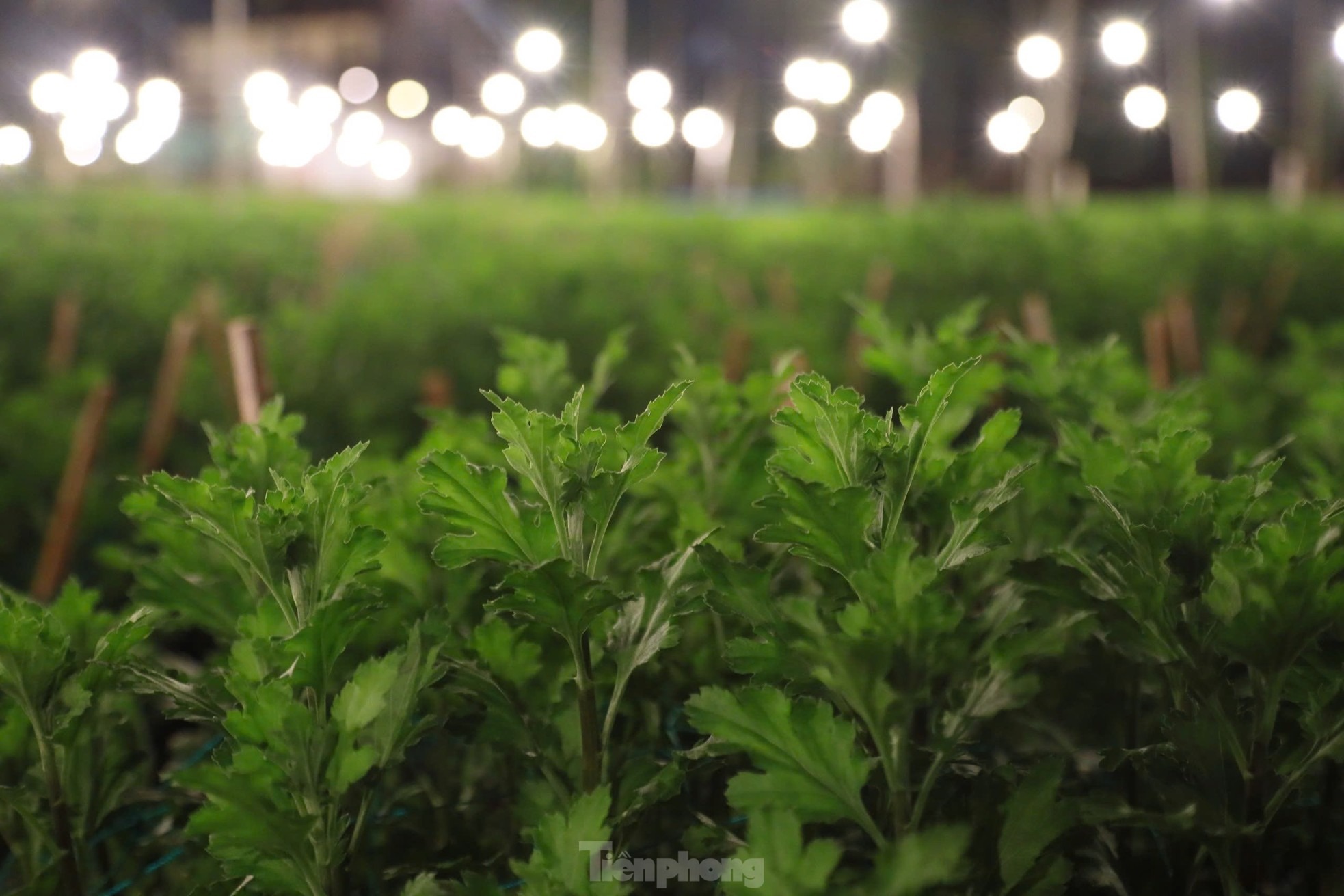 Việc thắp sáng cho hoa bắt đầu từ 18h-5h sáng hôm sau.