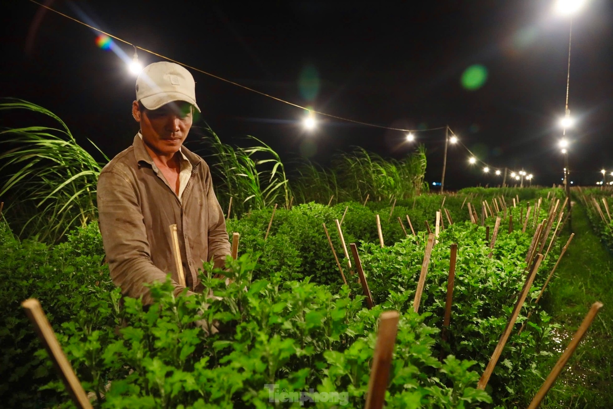 Ông Nguyễn Tư (trú xã Nghĩa Hiệp, huyện Tư Nghĩa) cho biết việc thắp đèn điện để biến đêm thành ngày nhằm kích thích cây hoa tiếp tục sinh trưởng vào buổi tối. Cây hoa sẽ liên tục nhận năng lượng từ ánh sáng và quang hợp để lớn lên, cây cúc sẽ cao lớn hơn, thân thẳng và nở đúng thời điểm Tết Nguyên đán.