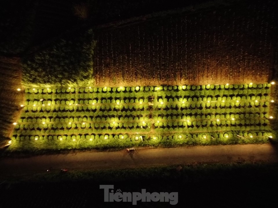 “Nếu trồng hoa thông thường không dùng điện thì ngọn sẽ chùn, không vươn cao được, cây hoa chỉ cao khoảng 40 cm và sẽ nở rất sớm, không đúng dịp Tết. Nhưng khi được nuôi bằng ánh điện, cây hoa có thể cao 70-80 cm, bông hoa to, cánh dày, màu sắc rực rỡ hơn”, ông Tư nói.