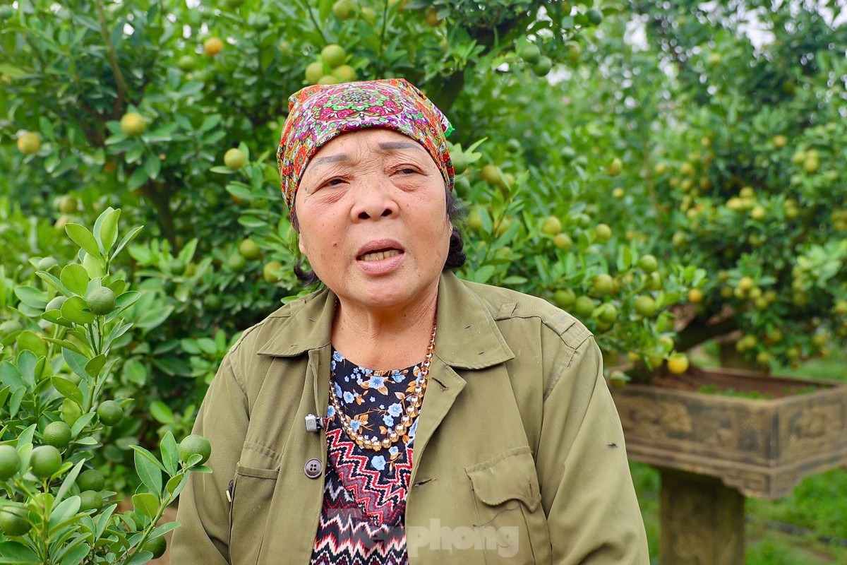 Bà Ngô Thị Ngà - Chủ tịch Hội làng nghề quất cảnh truyền thống Tứ Liên cho biết: 