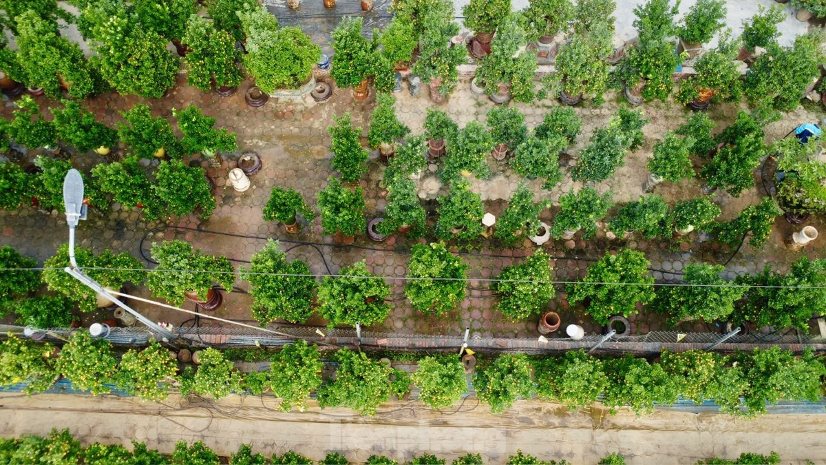 Làng nghề truyền thống quất cảnh Tứ Liên là địa điểm quen thuộc của nhiều người có thú vui chơi cây cảnh mỗi dịp Tết đến. Những năm gần đây, các chủ vườn đầu tư hơn với nhiều kiểu dáng khác nhau để thu hút khách hàng.