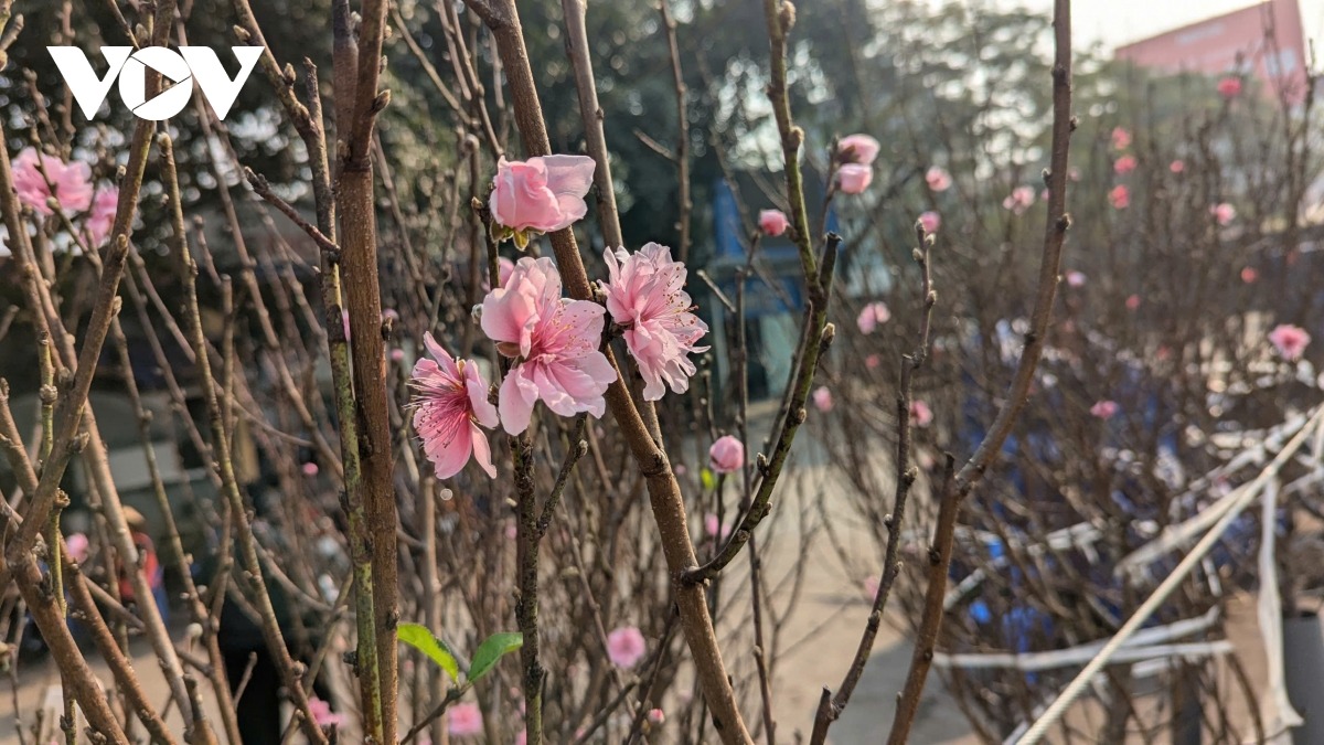 Ngoài đào Nhật Tân, các tiểu thương còn nhập về đào Sa Pa, đào Lạng Sơn để phục vụ nhu cầu chơi hoa đa dạng của người dân.