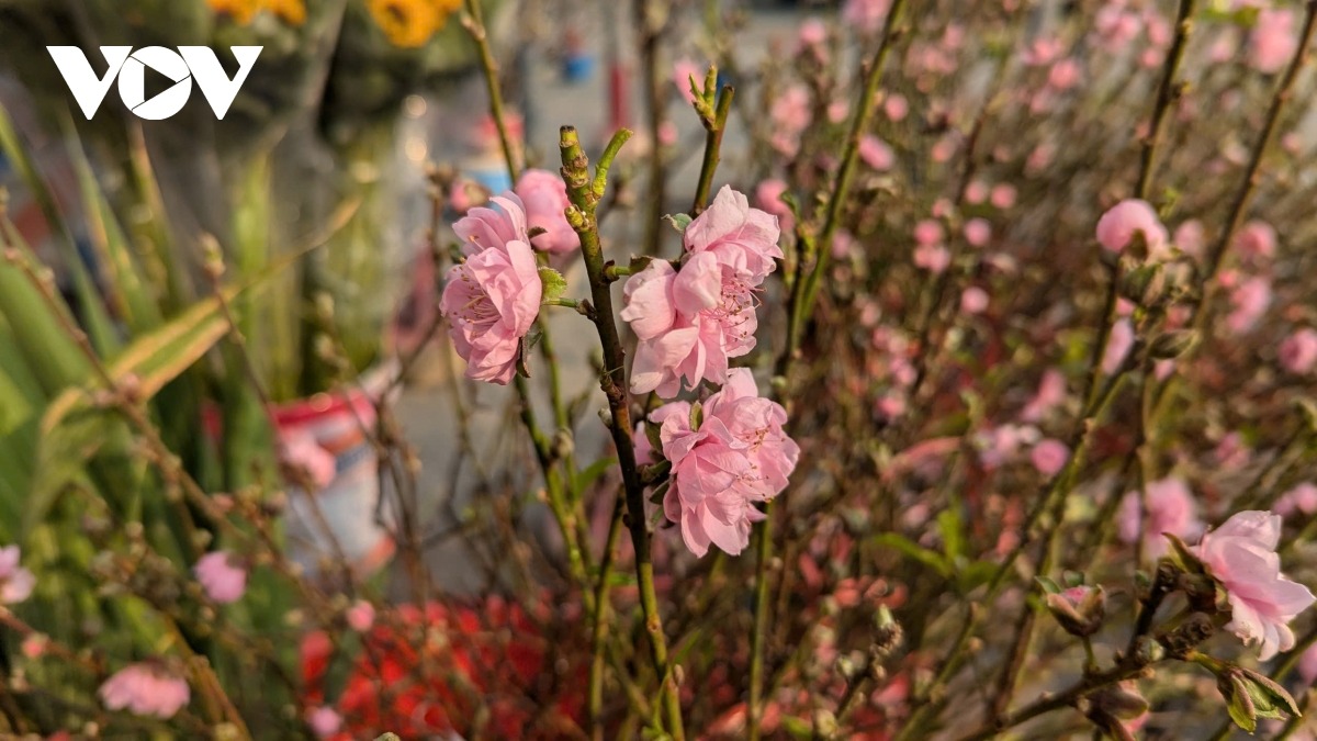 Hầu hết đào được bán tại thời điểm này là những cây đào nở sớm, phục vụ khách hàng có nhu cầu trưng bày dịp Tết Noel và Tết Dương lịch. Còn loại đào cây cổ thụ và đào cành thì bây giờ mới tuốt lá và hãm hoa, khoảng giáp Tết mới nở hoa.