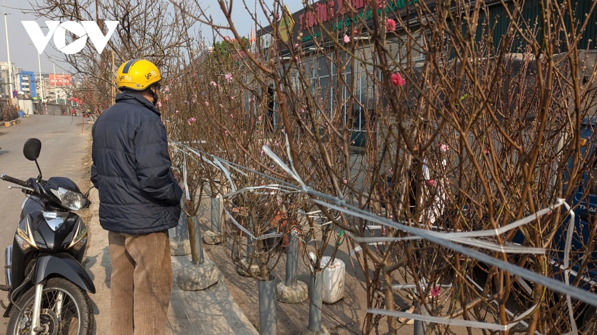 Các cành đào nhỏ và vừa được bán với giá từ 150.000 - 300.000 đồng, trong khi những cành đào to có giá từ 800.000 đồng đến 1,5 triệu đồng.