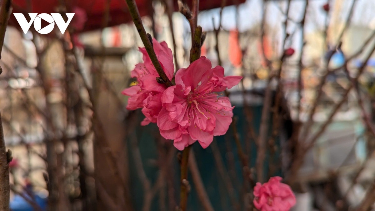Những cánh hoa đào mong manh nhưng gợi cho con người nhiều cảm xúc nhất mỗi dịp Tết đến, xuân về.