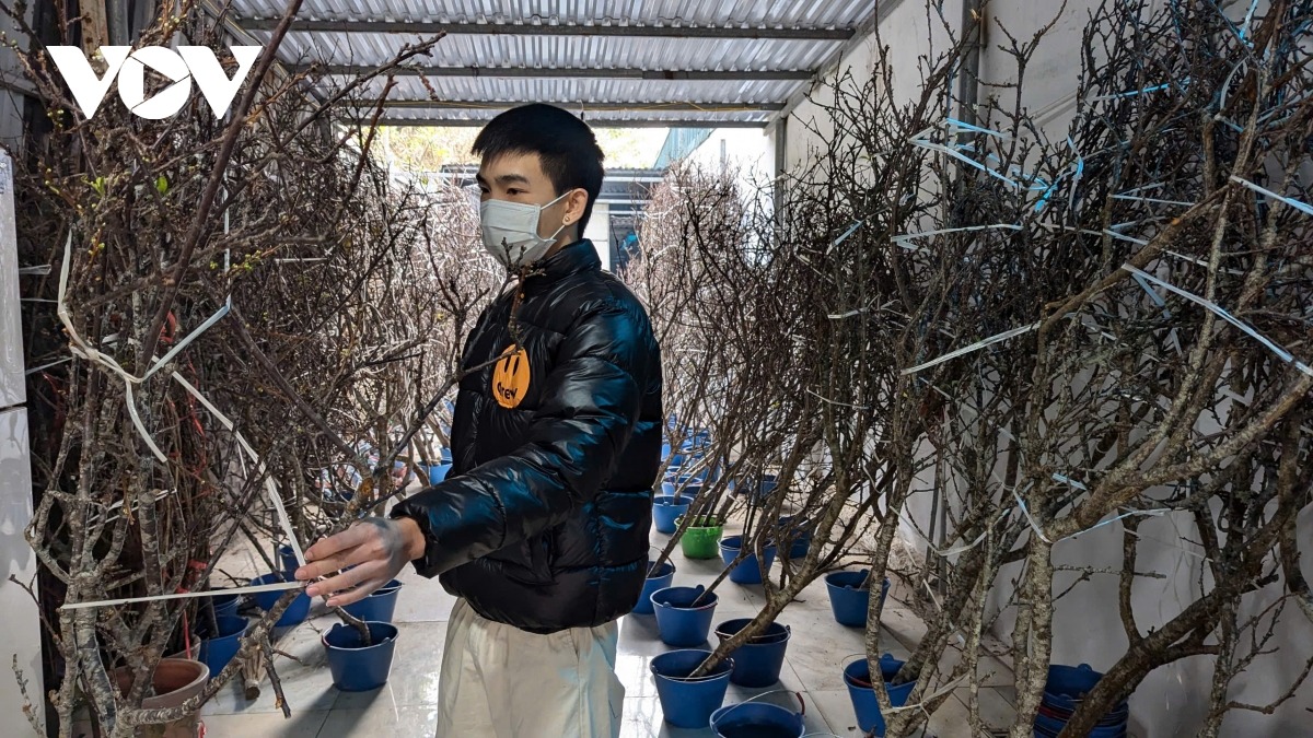 Nhiều năm trở lại đây, ngoài hoa đào và quất truyền thống, người Hà Nội còn chơi hoa lê, hoa mận, ngọc lan…được đem về từ vùng cao xa xôi. Những cành lê, cành mận được người dân đưa về Hà Nội trước Tết cả tháng và được nhiều người lựa chọn.