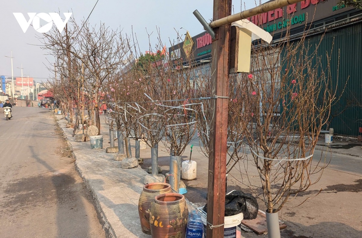 Những ngày này, tại khu vực cổng chợ và trong chợ hoa Quảng An, hoa đào nở sớm được bày bán khắp nơi, phục vụ nhu cầu chơi Tết Dương lịch của người dân