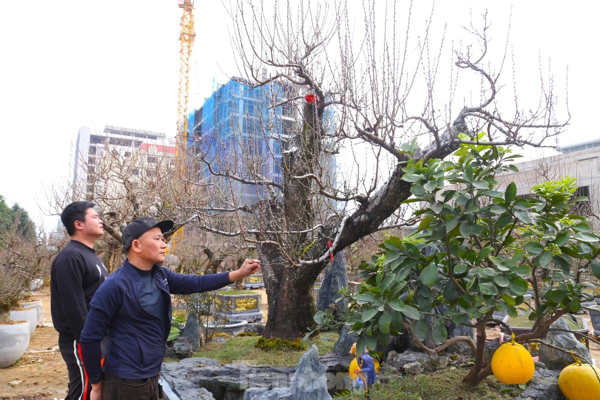 Anh Phạm Văn Minh (trú thành phố Vinh), chủ gốc đào “khủng” này cho biết: Năm nay, anh nhập 250 gốc đào từ Mộc Châu về bán Tết. “Gốc đào này trên trăm tuổi, cao khoảng 3m, tôi bán với giá 300 triệu đồng, cho thuê với giá 150 triệu đồng. Cách đây hai hôm, có người trả 120 triệu đồng để thuê nhưng tôi chưa đồng ý”, anh Minh nói.