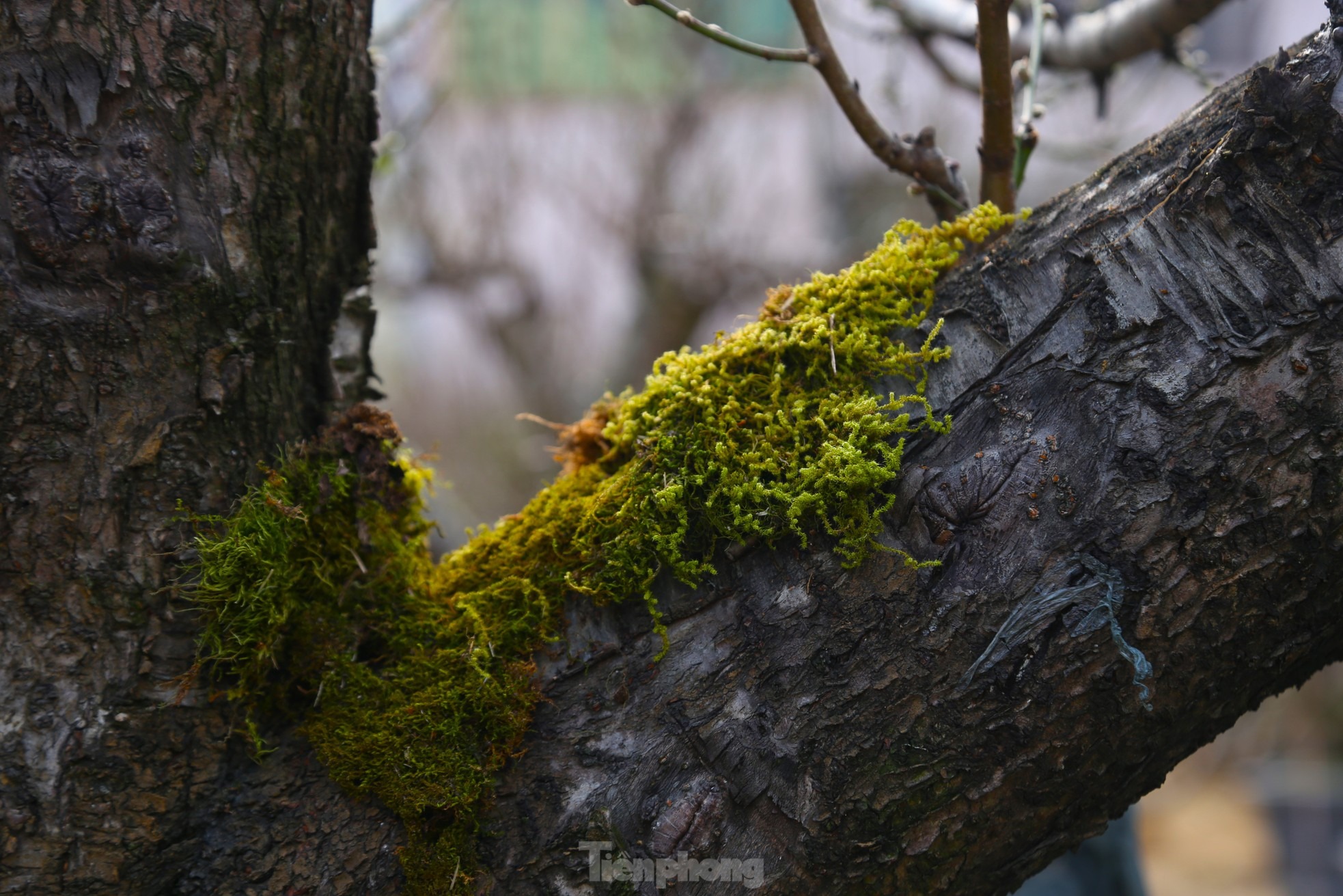 Cận cảnh gốc đào cổ thụ với thân xù xì, rêu bám đầy gốc, mang nét đẹp hoang sơ.