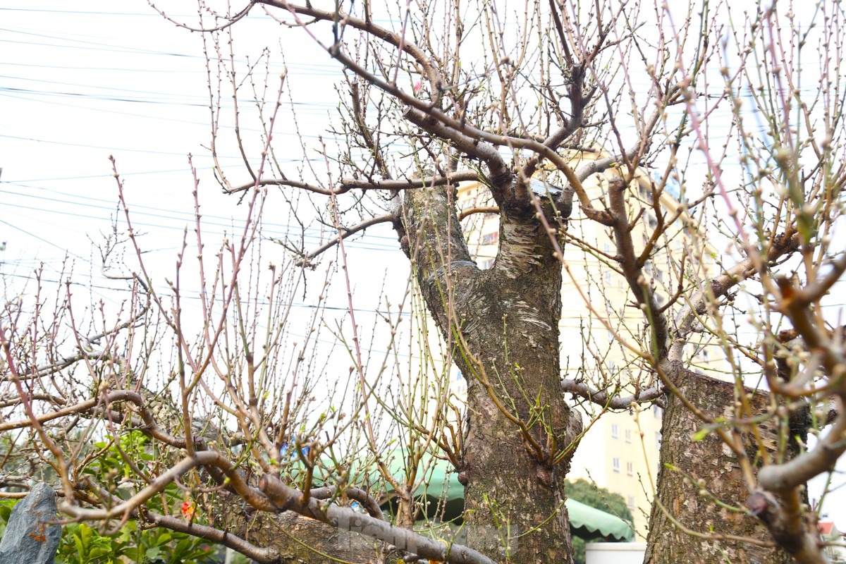 Theo anh Minh, để đánh giá giá trị của cây đào cần phải xem tới các yếu tố về tuổi thọ, độ to của gốc, thế, dáng cây....