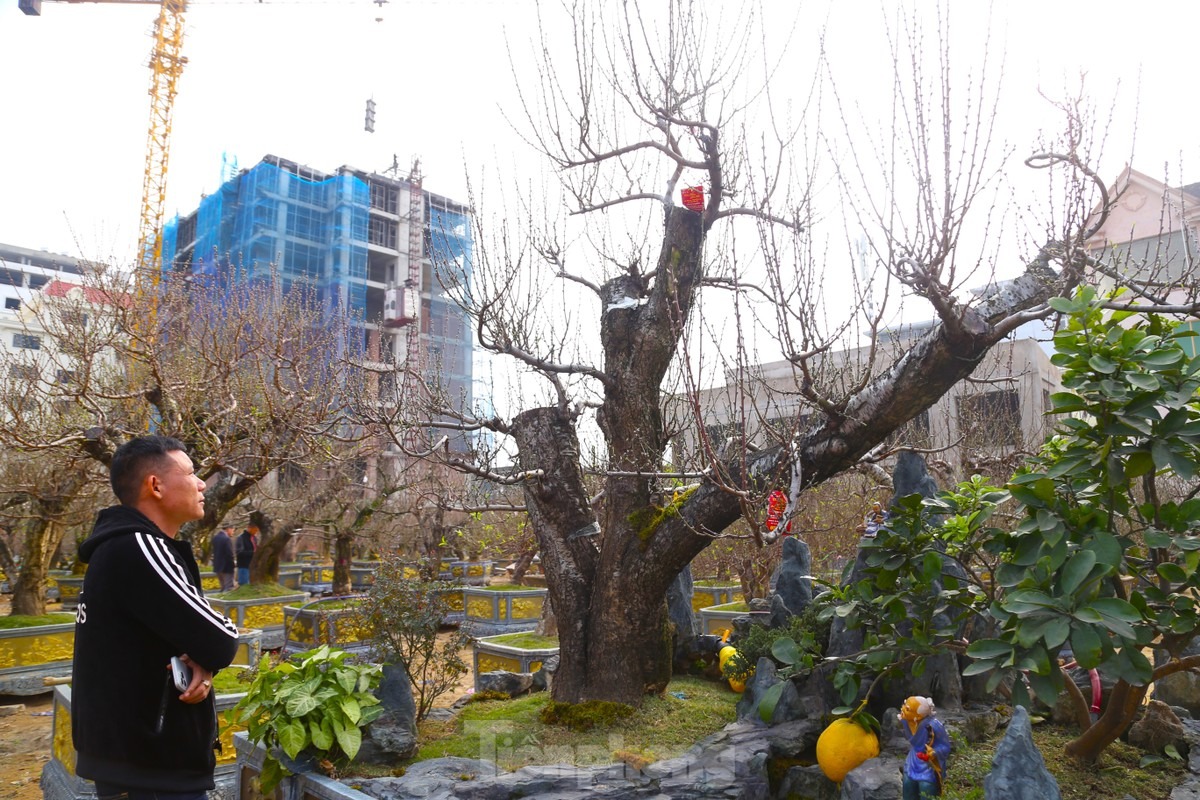 Đây là gốc đào 