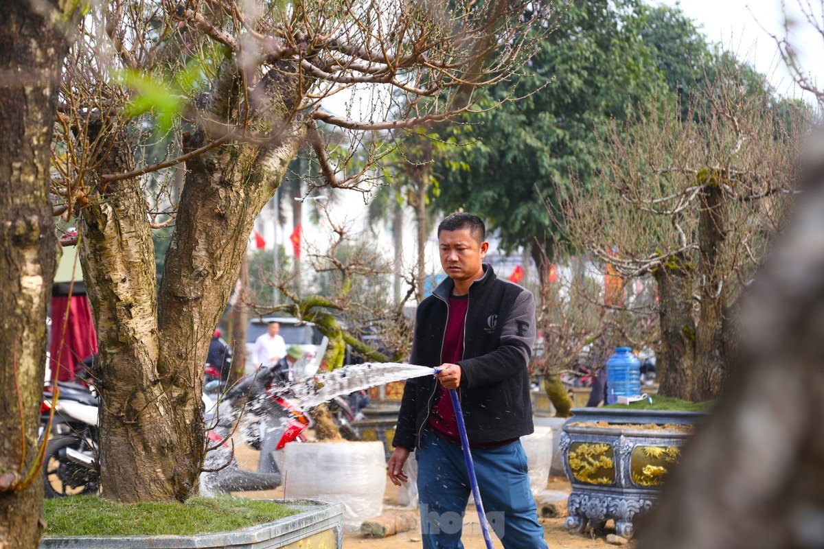 Cận Tết Nguyên đán, trên một số tuyến phố ở thành phố Vinh (Nghệ An) bày bán những cây đào cổ thụ phục vụ người dân đón Tết. Theo các thương lái, nếu như năm ngoái, thị trường đào Tết sôi động và nhộn nhịp ngay từ những ngày đầu tháng Chạp thì năm nay, không khí có phần trầm lắng.