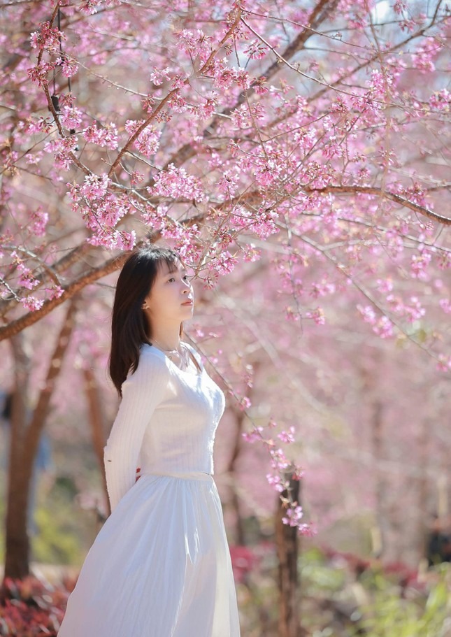 Mai anh đào bung nở khoe sắc trên cao nguyên thu hút đông đảo giới trẻ đến check-in lưu lại những khoảnh khắc đẹp. Ảnh: Đặng Hữu Tiến