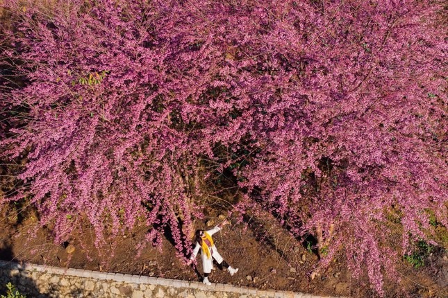 Một số địa điểm ngắm hoa mai anh đào khác tại Mộc Châu như Quảng trường Mộc Châu; Huyện ủy Mộc Châu, cổng Công an huyện Mộc Châu; sân 224; phố Núi Tình Yêu Farm; Hồ Bản Mòn; tiểu khu Tân Cương... Ảnh: Bàn Bình