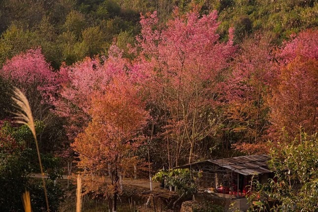 Hoa mai anh đào khoe sắc trên bản Sò Lườn, xã Mường Sang, huyện Mộc Châu. Ảnh: Hà Phương Anh