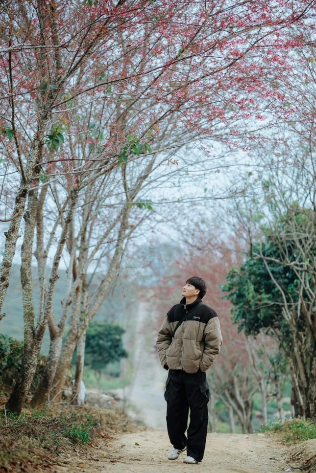 Không chỉ đẹp lãng mạn, hoa mai anh đào còn mang ý nghĩa sâu sắc, biểu trưng cho sự sống mãnh liệt, khởi đầu mới và niềm hy vọng. Ảnh: Lê Nguyên