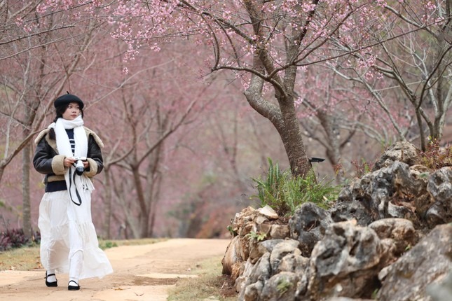 Khung cảnh nên thơ, lãng mạn ở Nu Máu Farm Mộc Châu. Ảnh: Trần Đức Duy