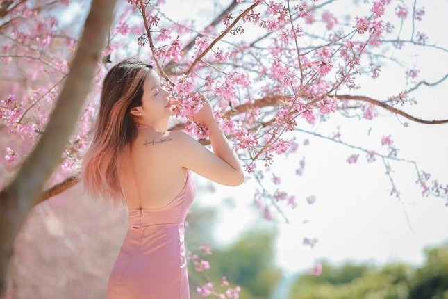 Những năm gần đây, hoa mai anh đào được trồng khá nhiều tại Mộc Châu và thường sẽ nở quanh thời điểm Tết Nguyên đán. Ngay từ QL6, du khách đã thấy sắc hồng của mai anh đào nên thơ, lãng mạn. Ảnh: Đặng Hữu Tiến