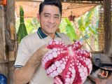 Ảnh minh họa
