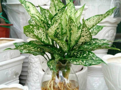 Ảnh bìa bài viết 622553