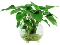 Ảnh bìa bài viết 644952