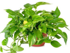 Ảnh bìa bài viết 646416