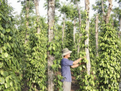 Ảnh bìa bài viết 659274