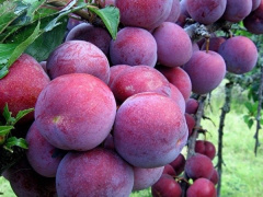 Ảnh bìa bài viết 676389