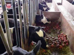 Ảnh bìa bài viết 676461